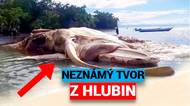 Co vyplavilo moře, šokovalo vědce. Tajemní tvorové jsou hříčkou přírody